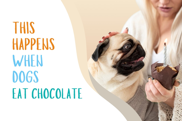View of This Happens When Dogs Eat Chocolate