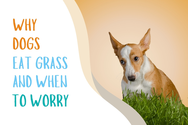 Why Dogs Eat Grass & When to Worry