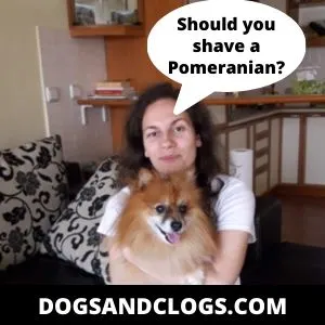 is pomeranian dangerous