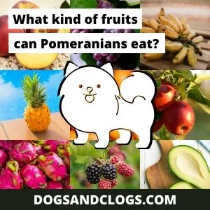 Pomeranian food best sale to avoid