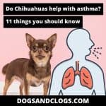 Do Chihuahuas Help With Asthma? 11 Things You Should Know – DogsAndClogs