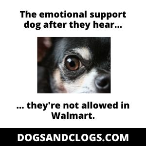 Are Dogs Allowed In Walmart In 2022? (Not So Pet Friendly...)