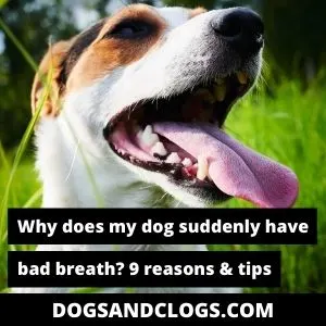 what causes extremely bad breath in dogs