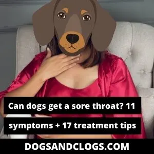 Dog sore clearance throat home remedy