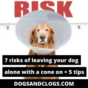 are dog cones safe