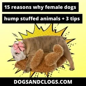 15 Reasons Why Female Dogs Hump Stuffed Animals 3 Tips Dogsandclogs