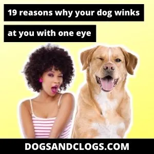 What does it mean when your dog store winks at you