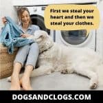 11 Reasons Why Your Dog Takes Your Clothes When You Leave – DogsAndClogs