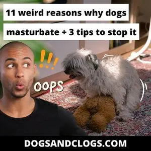 Do Dogs Masturbate