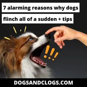 why do old dogs flinch