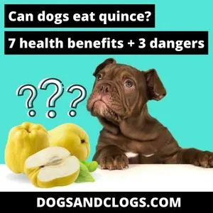 is quince fruit poisonous to dogs