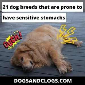 what breeds of dogs are prone to bloat