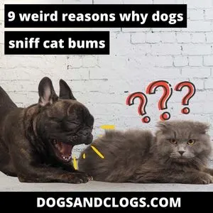 do cats sniff like dogs