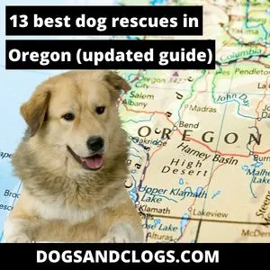 Best Dog Rescues In Oregon