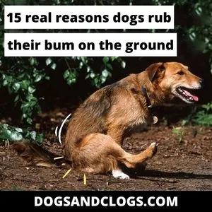 why do dogs scrape their bums on the floor