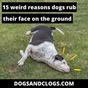 why do dogs rub their face