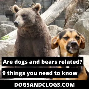 do bears and dogs share a common ancestor