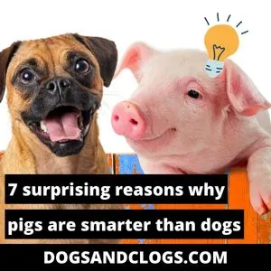 Are Pigs Smarter Than Dogs