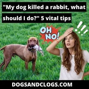 My Dog Killed A Rabbit What Should I Do