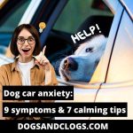 Dog Car Anxiety: 9 Symptoms & 7 Calming Tips (2023) - DogsAndClogs