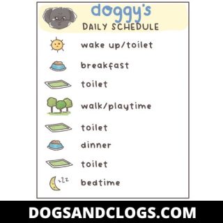 10 Steps To Toilet Train A Puppy In 7 Days (How-To Guide) – DogsAndClogs