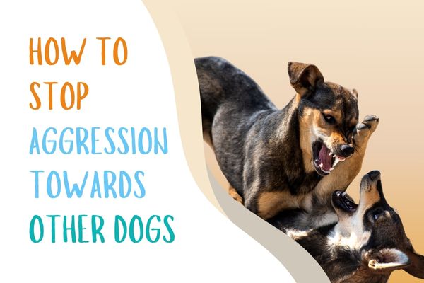 How To Stop Dog Aggression Towards Other Dogs