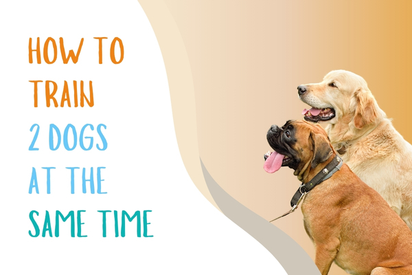 Two Dogs Same Master How To Train 2 Dogs At The Same Time